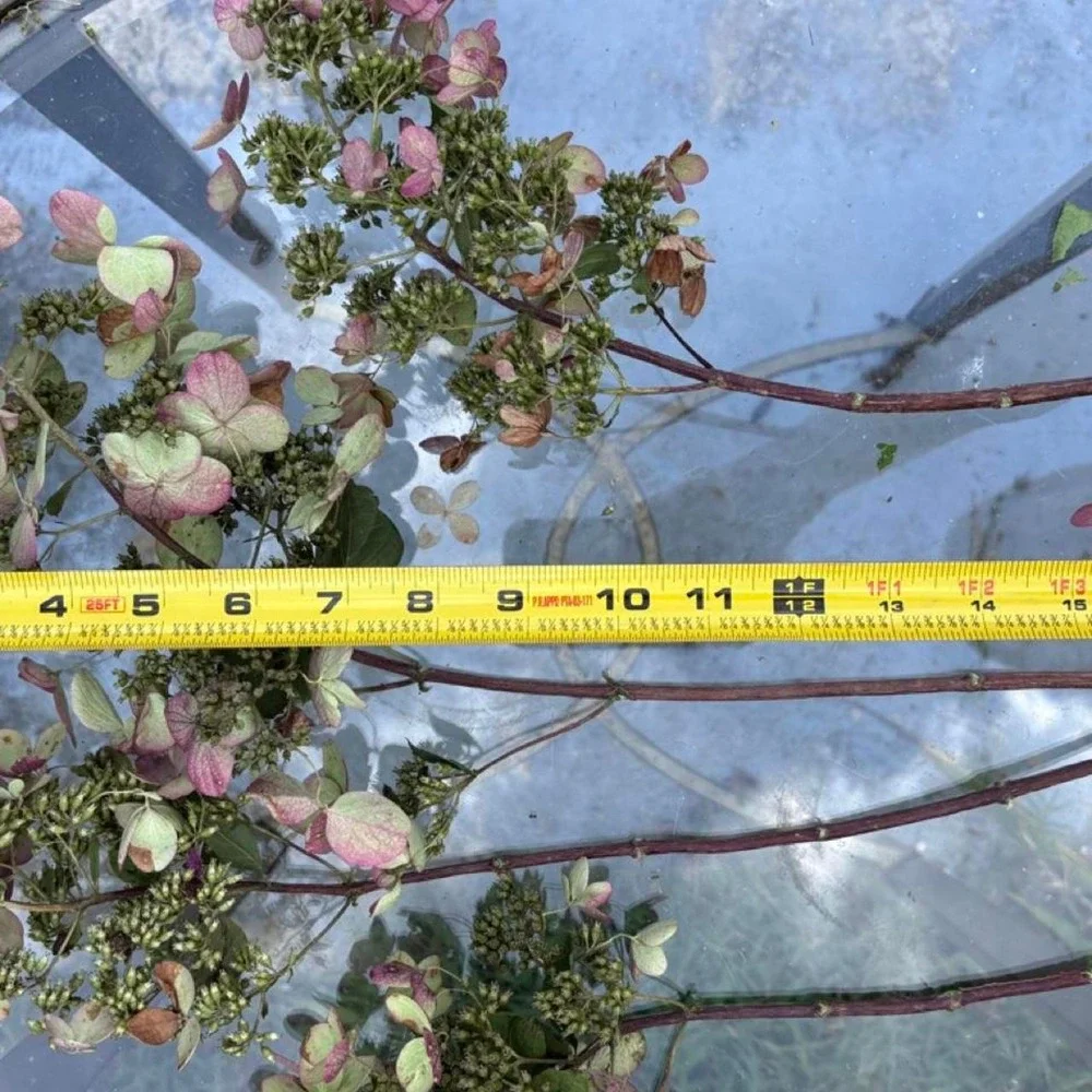 Real Preserved Hydrangea Stems 4 Count Sage Green Dusty Rose Pink Home Decor